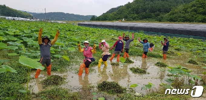 직원들이 연밭 잡초 제거 작업 중 사진 촬영에 포즈를 취하고 있다. © 뉴스1