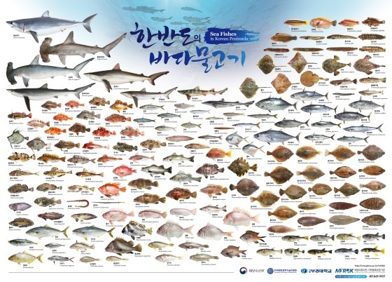 부경대, '한반도의 바다물고기' 포스터 발간