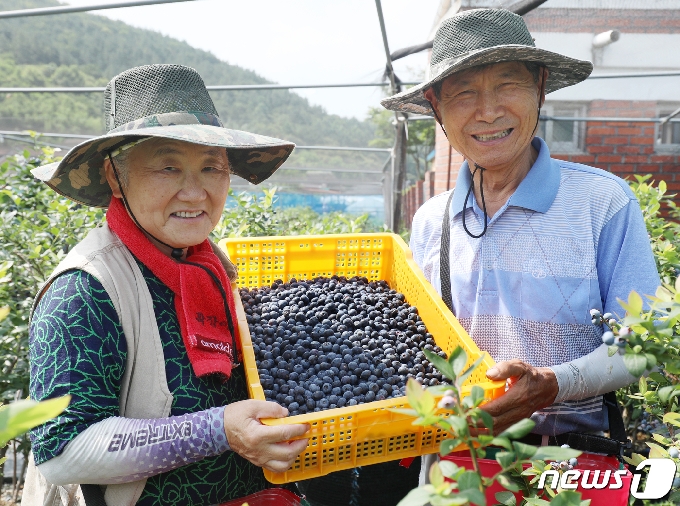 전북 완주에서 진블루베리를 운영하는 박종실&#40;74&#41;&middot;조옥희&#40;68&#41; 부부가 수확한 블루베리를 들고 활짝 웃어보이고 있다.2020.7.9 /&copy; News1 유경석 기자