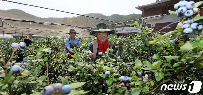 전북 완주에서 진블루베리를 운영하는 박종실&#40;74&#41;&middot;조옥희&#40;68&#41; 부부가 블루베리를 수확하고 있다.2020.7.9 /&copy; News1 유경석 기자