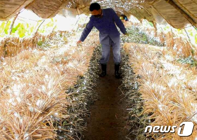 [사진] 누에고치 생산하고 있는 北 황해남도 재령고치생산사업소