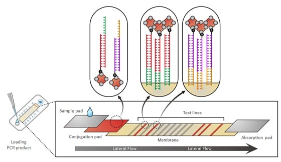 다중 유전자 증폭-광범위 측면흐름 측정법 'MPCR-ULFA'/사진제공=팍스젠바이오