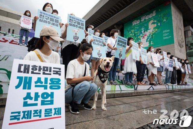 (서울=뉴스1) 유승관 기자 = 22일 서울 종로구 세종문화회관 계단에서 열린 동물해방물결 주최 '개 도살 금지 공개서한' 발표 기자회견에 도살장에서 구출된 개 '설악'이가 함께 하고 있다.  이들은 공개서한을 통해 가축에서 개 삭제, 식용 목적 개 도살 및 거래 금지 등을 촉구하고 도살장에서 구출된 개 '설악'이와 함께 청와대에 공개서한을 전달했다. 2020.7.22/뉴스1