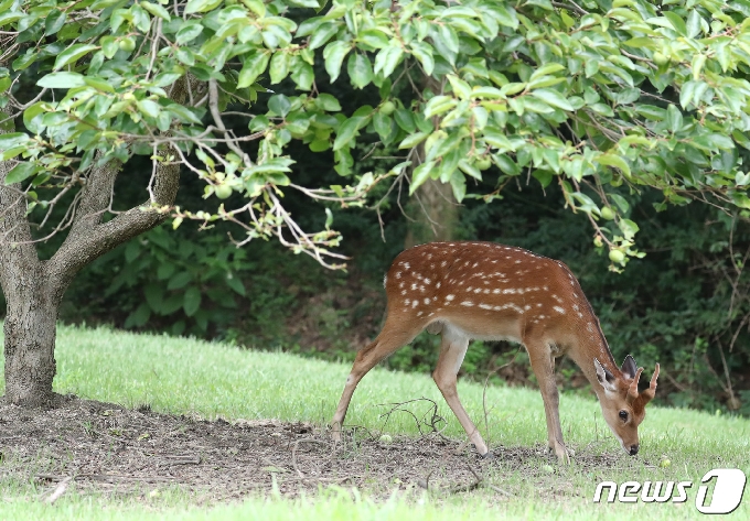 사진] 대전현충원에 나타난 꽃사슴 - 머니투데이