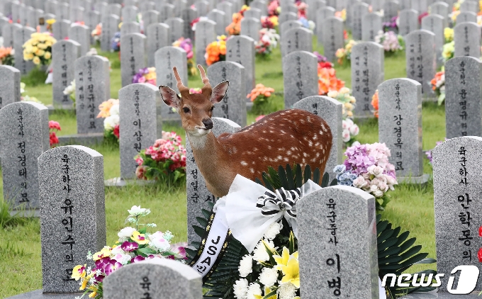 사진] 꽃사슴의 헌화...'합성사진 아닙니다' - 머니투데이