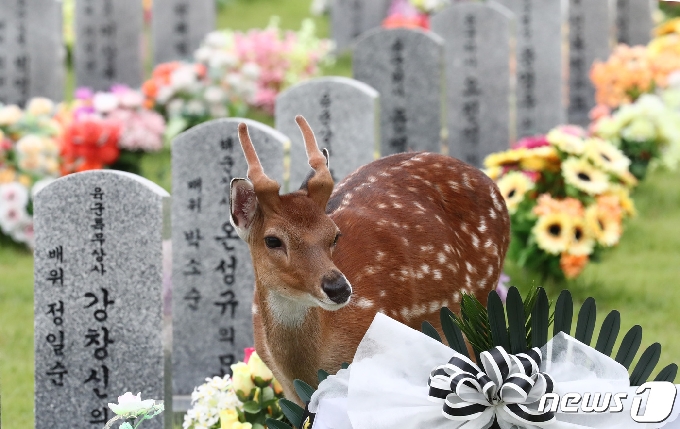 사진] 참배하러 온? 꽃사슴 - 머니투데이