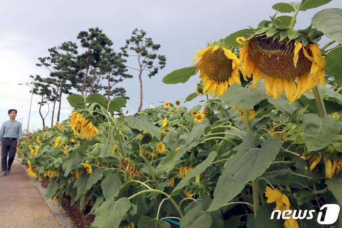 주말인 1일 경북 영천시 금호강 둔치에 조성된 꽃밭에 해바라기가 피어있다. 영천시는 시민들에게 다양한 볼거리와 힐링공간을 제공하기 위해 3억여원을 들여 1만평 둔치에 사계절 꽃밭을 만들고 백합, 해바라기 등 18종류의 꽃을 심었다. 2020.8.1/뉴스1 &copy; News1 정우용 기자