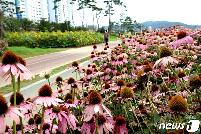 주말인 1일 경북 영천시 금호강 둔치에 조성된 꽃밭에 드린국화&#40;애키나세아&#41;가 만개했다. 영천시는 시민들에게 다양한 볼거리와 힐링공간을 제공하기 위해 3억여원을 들여 1만평 둔치에 사계절 꽃밭을 만들고 백합, 해바라기 등 18종류의 꽃을 심었다. 2020.8.1/뉴스1 &copy; News1 정우용 기자