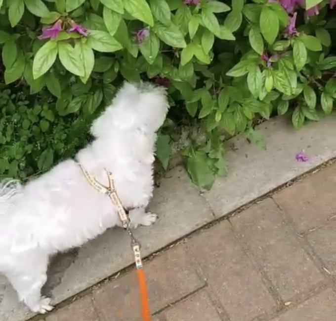 강아지랑 산책할 때, '스마트폰'만 보세요?