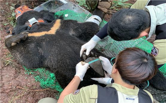 포획된 반달가슴곰 신체 측정 모습./사진제공=국립공원공단