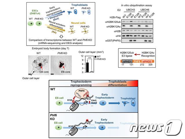 배반포 분화 단계에서 PHF6의 후성유전 조절 기전 설명© 뉴스1