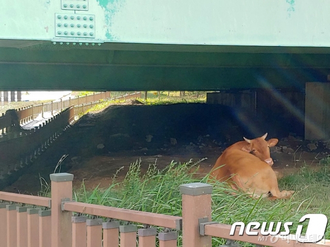 (광주=뉴스1) 허단비 기자 = 9일 오후 침수 피해를 입은 전남 구례군 구례읍 양정마을 인근 천변에 소가 앉아 있다.(독자 제공)2020.8.9/뉴스1