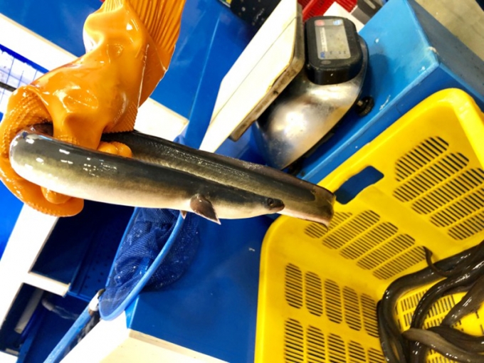 뱀장어(민물장어)/사진=머니투데이