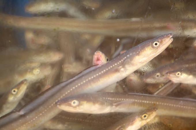 붕장어(아나고)/사진=머니투데이