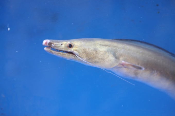 갯장어(하모)/사진=머니투데이