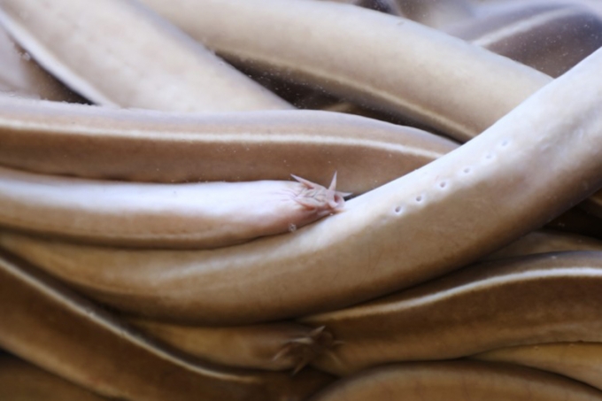 먹장어(곰장어, 꼼장어)/사진=머니투데이