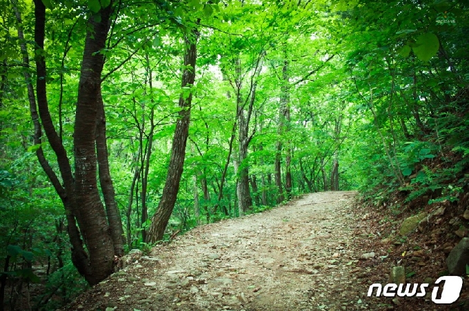 산림청은 산림보호구역에서 치유의 숲 조성이 가능하도록 규제를 완화한다고 20일 밝혔다. 사진은 경기 양평군 산음 치유의 숲 모습. &copy; 뉴스1