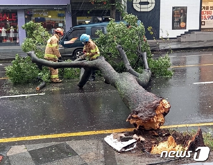 26일 제8호 태풍 '바비'의 영향권에 들어간 제주에서 강풍 피해가 이어지고 있다. 이날 오전 제주시 연동 도로에서 가로수가 쓰러져 제주소방이 안전 조치를 취하고 있다.2020.8.26/뉴스1 © News1 홍수영 기자
