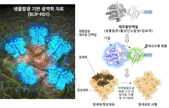 생물발광현상을 이용한 암세포의 광역학적 치료법 모식도/사진=KBSI