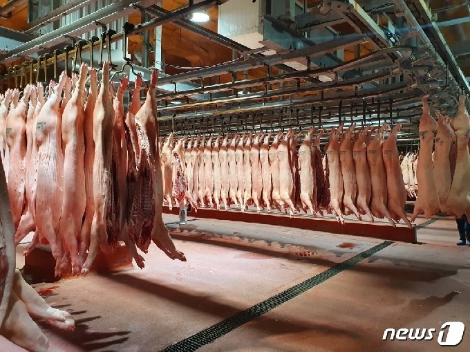 충북의 돼지고기가 품질과 가축 질병 안전성을 인정받아 홍콩으로 대규모 수출되고 있다. 올해 9월까지 전국 수출 물량&#40;352톤&#41;의 31%인 108.2톤을 수출했다.&#40;충북도 제공&#41;.2020.9.24/&copy; 뉴스1
