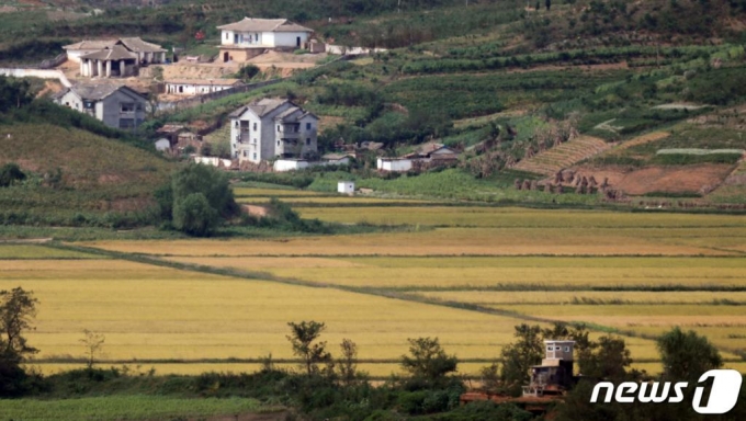 23일 경기도 파주 접경지역에서 바라본 북한 개풍군 지역 논이 황금빛으로 익어가고 있다. /사진=뉴스1
