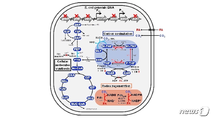 개미산과 이산화탄소만을 이용하여 성장하는 대장균의 대사경로 모식도(출처: KAIST 이상엽 특훈교수)© 뉴스1