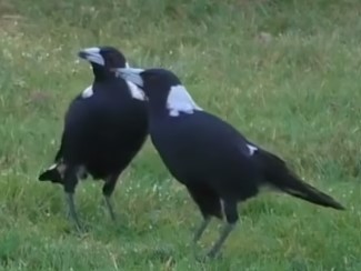 호주 까치/사진=유튜브 캡쳐