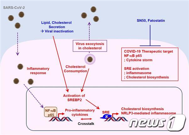 코로나 환자의 SREBP 활성 기전 흐름도&#40;생명연 제공&#41;&copy; 뉴스1