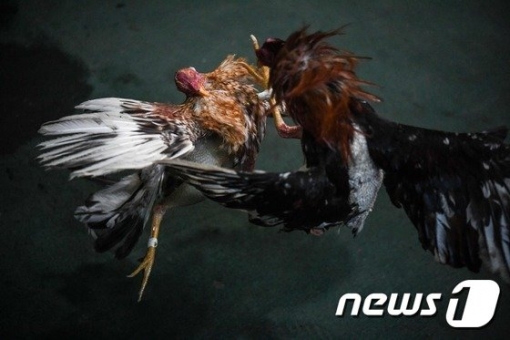 투계 현장./사진제공=AFP/뉴스1