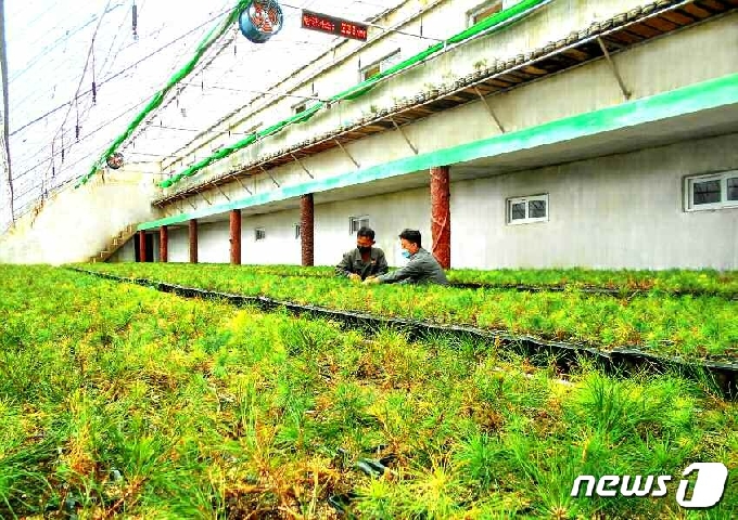 [사진] 북한, 평안남도 나무모 생산 기술 조명…"과학기술 성과"