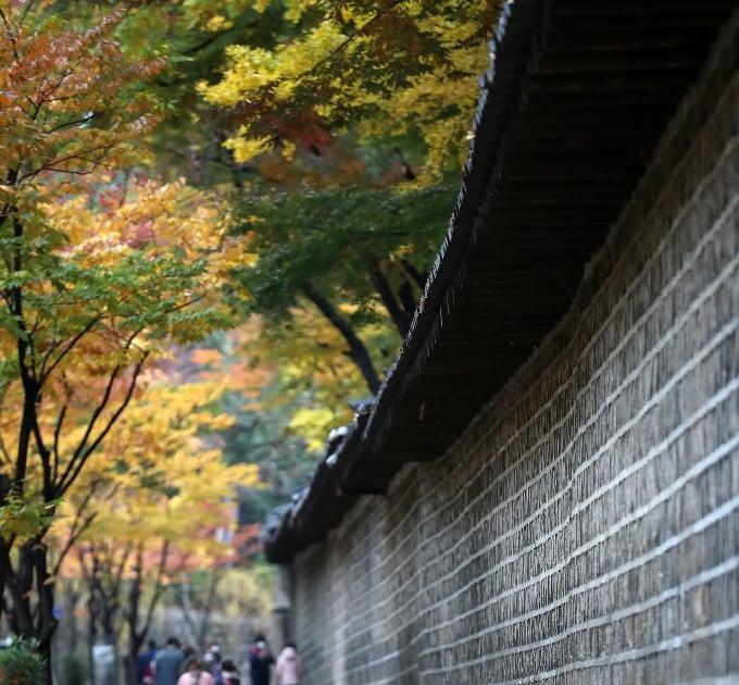 사진] 덕수궁 돌담길 따라 느끼는 가을정취 - 머니투데이