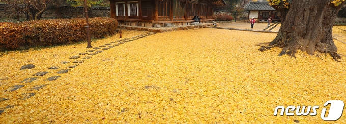 [사진] 웅장하게 펼쳐진 노란 양탄자