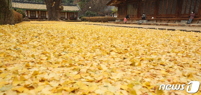 [사진] 전주 향교에 깔린 노란 양탄자