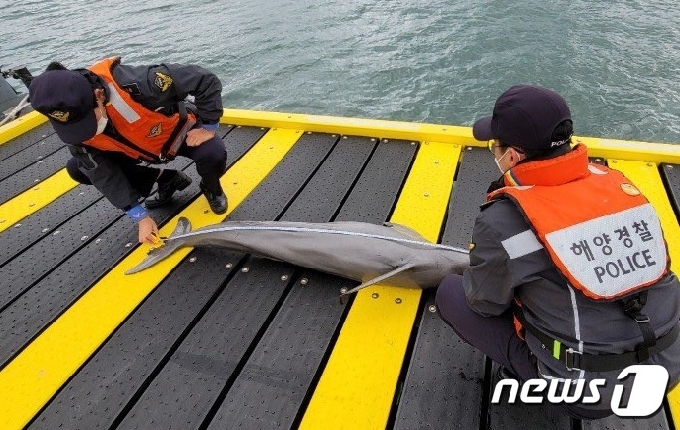 28일 제주시 김녕항에서 멸종위기종 돌고래 상괭이 사체가 발견됐다&#40;제주해경 제공&#41;&copy; 뉴스1