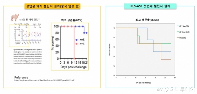 'DNA백신 접종' 새끼돼지, 아프리카돼지열병 이겨내