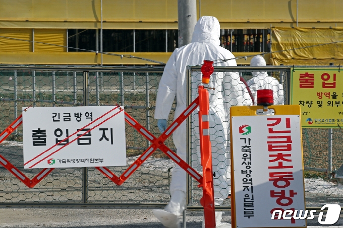 [사진] 육용오리 농가 '출입금지'