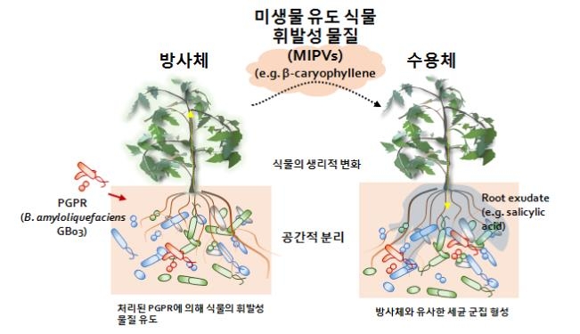 미생물 유도 식물 휘발성 물질의 신호 전달 과정 도식화/사진=생명연