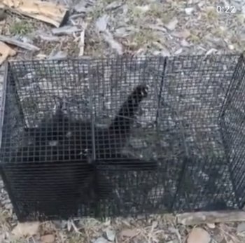 카카오톡 오픈채팅방인 '고어 전문방'서 공유된 영상. 철창에 길고양이가 갇혀 있고 그걸 보고 웃는 소리가 담겨 있다./사진=인스타그램