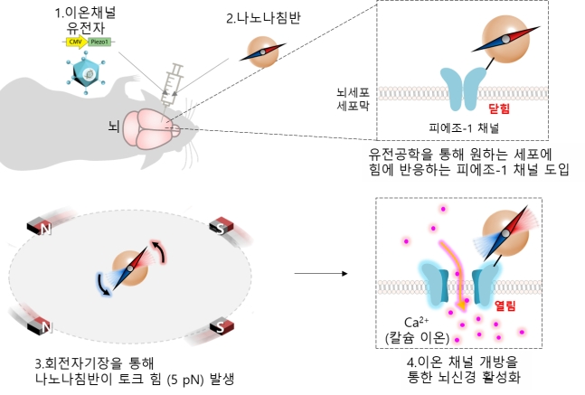 나노 자기유전학 모식도/사진=기초과학연구원