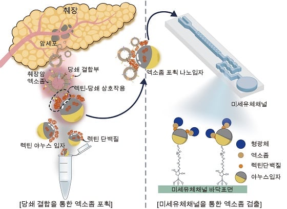 당쇄 반응성 나노입자를 통한 췌장암 엑소좀 포획 및 분석 시스템 모식도췌장암으로부터 분비된 엑소좀을 엑소좀 표면 당쇄를 매개로 하여 당쇄반응성 나노입자를 통해 포획한다. 포획된 엑소좀은 제작된 미세유체채널에 적용 후 이미징 분석을 통해 포집양을 분석하고 췌장암의 유무와 포획 엑소좀 농도 차이의 상관간계를 분석하여 췌장암 진단을 수행 할 수 있다/자료=한국연구재단