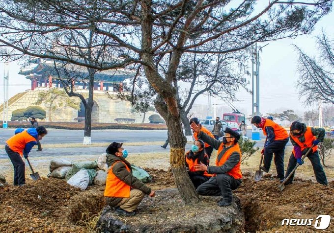 [사진] 평양에 소나무 심는 북한…"거리 풍치 한껏 돋우어"
