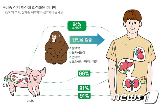안전성연은 국내 최초 미니픽의 GLP 인증을 획득해 이종이식시 사람에게서 일어날 수 있는 변화와 면역거부반응 극복 및 진단기술을 연구하고 있다.(제공:안전성연)© 뉴스1