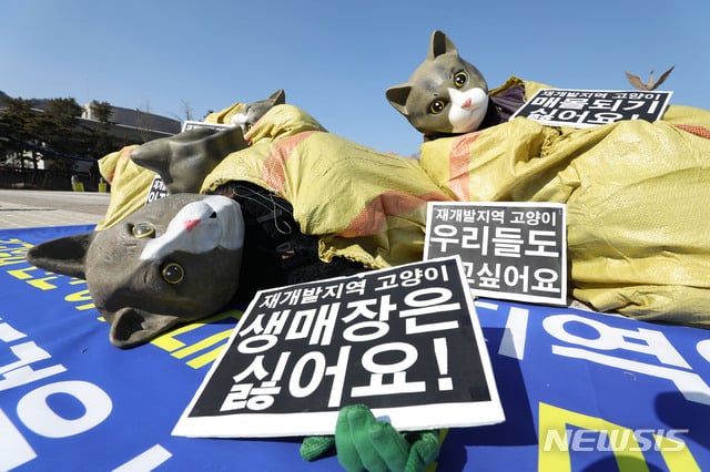 고양이 학대 N번방' 청원에 靑 고양이 학대 N번방' 청원에 靑