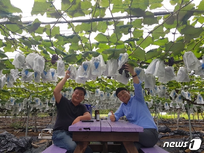 포천시 소흘읍 이곡리 '종가농원'을 운영하는 이관재씨(사진 왼쪽)가 지인과 함께 농장에서 봉지를 씌운 포도를 보며 뿌듯해하는 모습. © 뉴스1