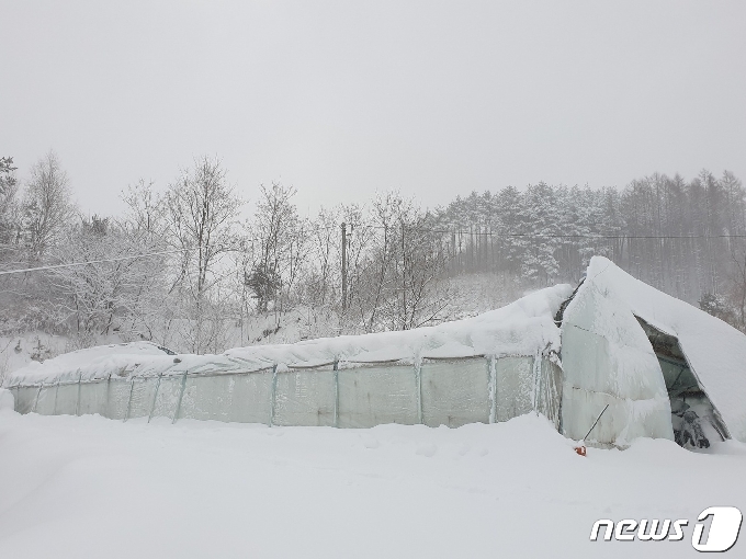 [사진] 강릉 비닐하우스 '폭설로 무너져'
