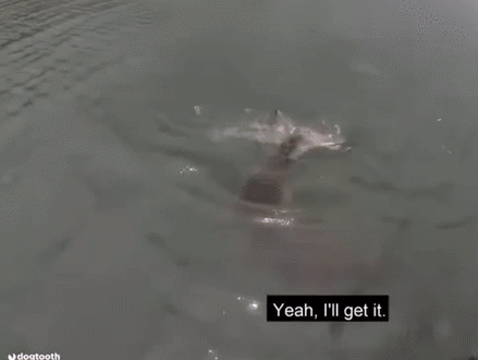 네트가 잡은 상어를 잡고 놓아주지 않는 악어의 모습. 유튜브 캡처.