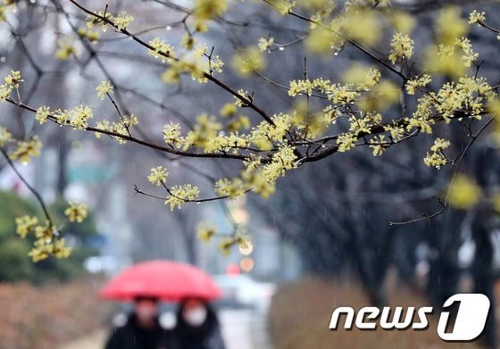 비가 내린 12일 대전 서구 도로변에 핀 산수유 아래로 시민들이 우산을 쓰고 지나고 있다. 2021.3.12/ 사진= 뉴스1