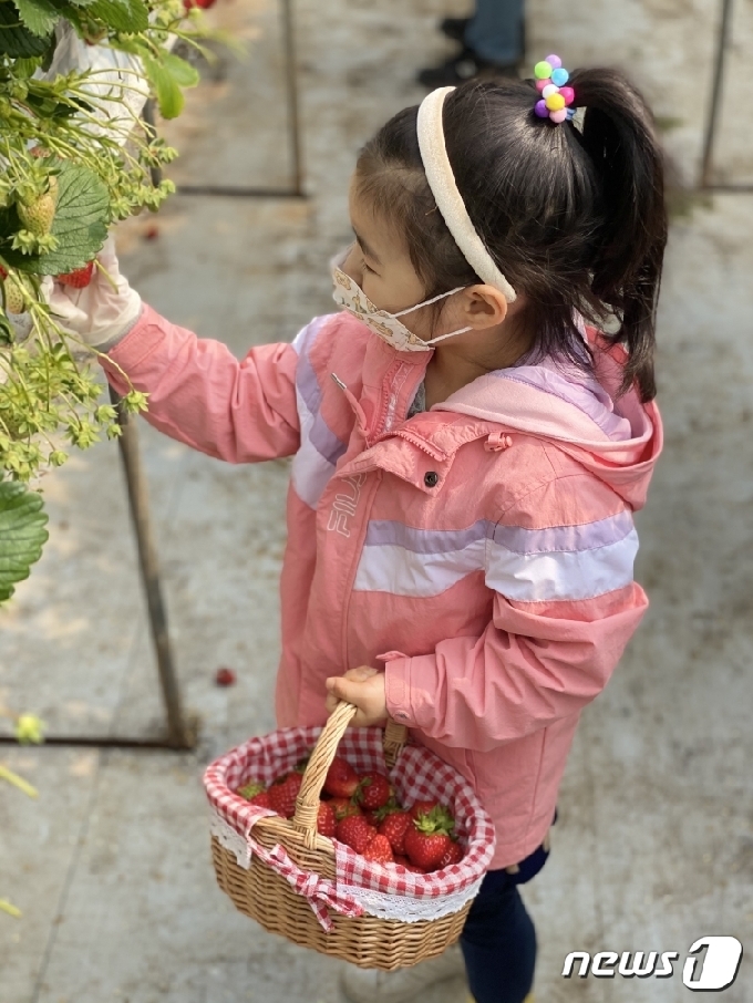 전북 고창군과 ㈜상하농원이 새 봄을 맞아 관광활성화 협업사업으로 4월29일까지 가족단위 여행객이 머물며 체험하고 즐길 수 있는 ‘꼬마 농부 딸기스쿨 패키지’를 운영한다.  (고창군청 제공)© 뉴스1