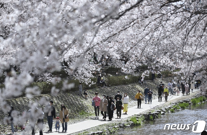 [사진] 벚꽃 만개한 울산