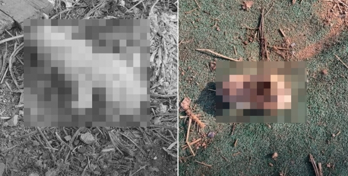 암컷개 묶어두고 교배, 곳곳에 동물 사체…처참한 '개지옥' - 머니투데이 암컷개 묶어두고 교배, 곳곳에 동물 사체…처참한 '개지옥' - 머니투데이